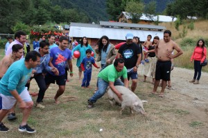 chancho corriendo